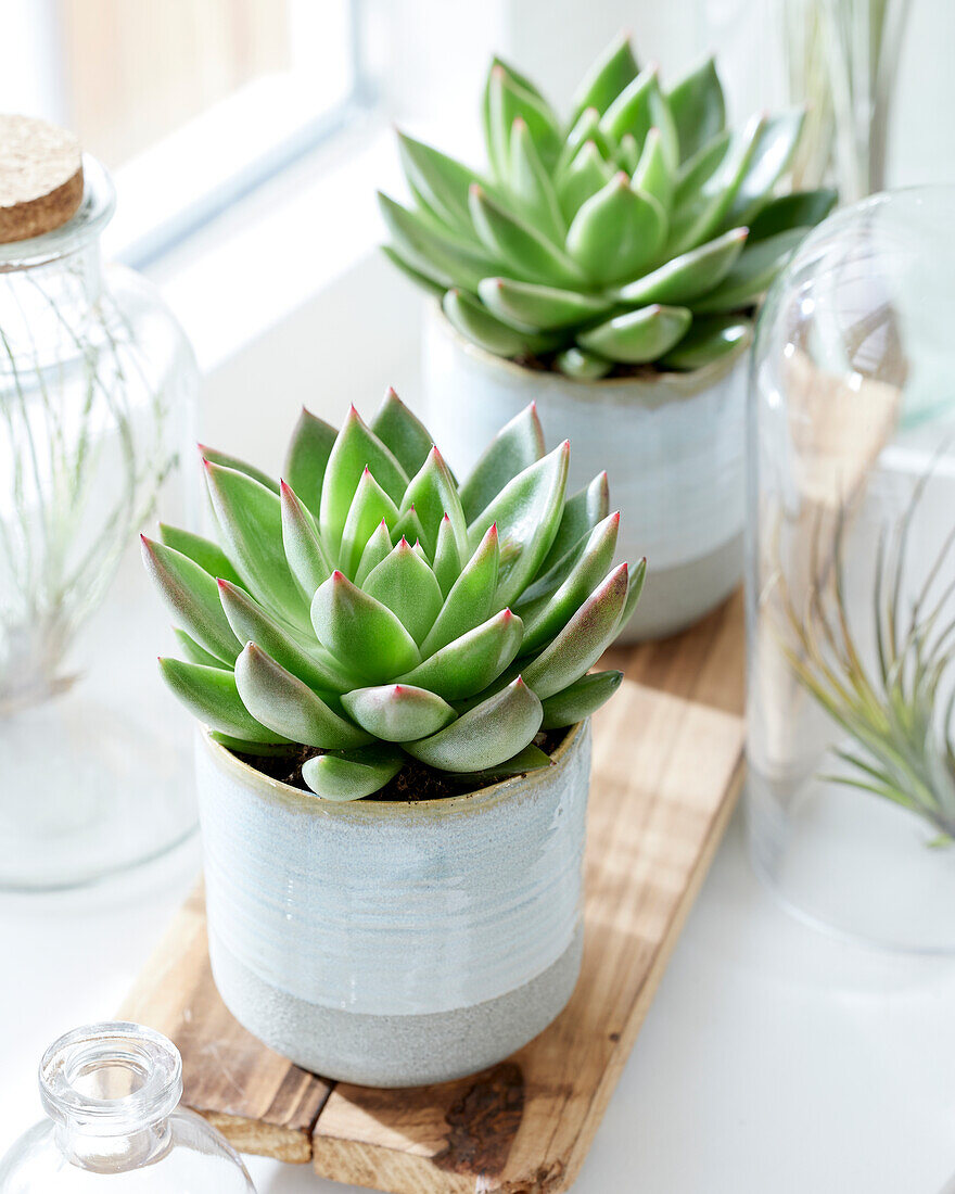 Echeveria agavoides