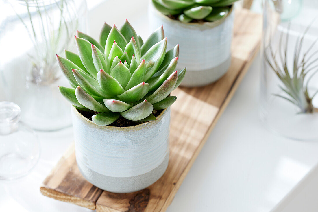 Echeveria agavoides