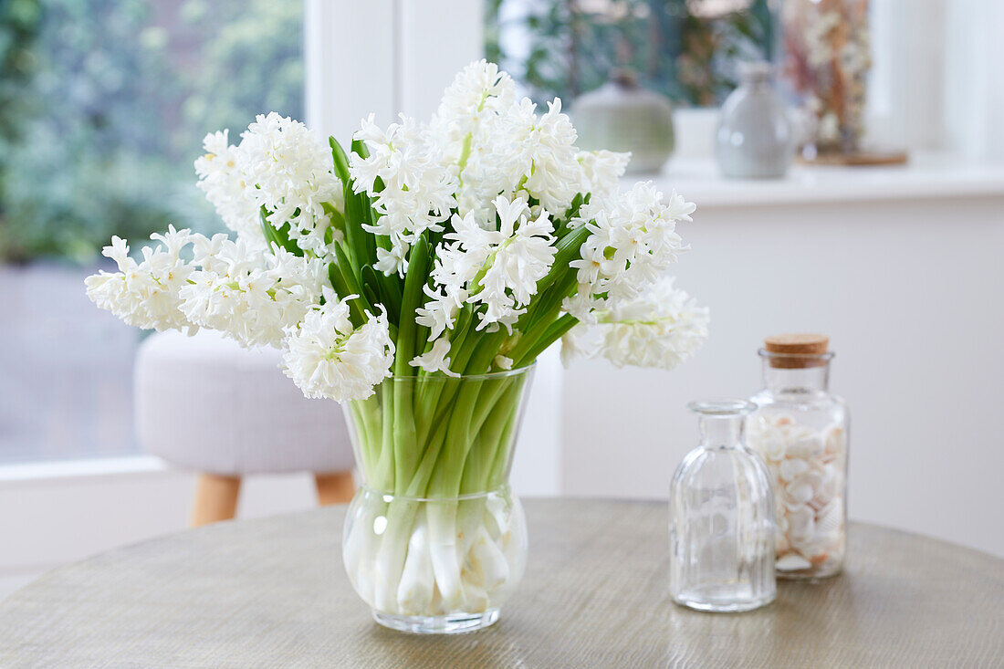 Hyazinthenstrauß (Hyacinthus) 'Aiolos'