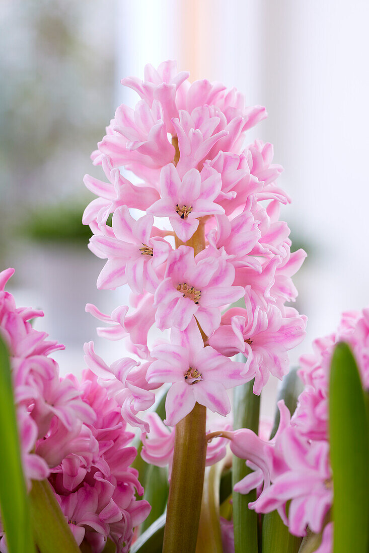 Hyacinthus Fondant