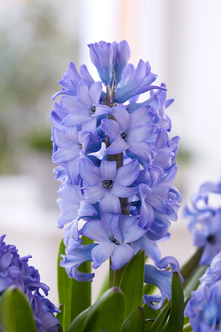 Hyazinthe (Hyacinthus) 'Delft Blue'