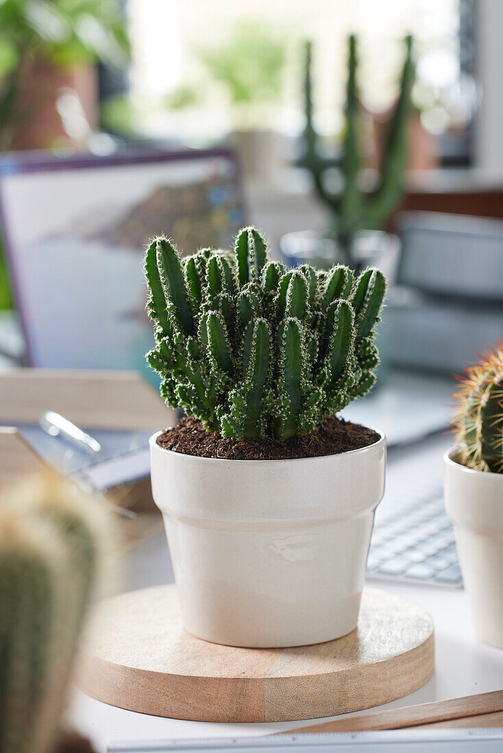 Felsenkaktus (Cereus peruvianus) 'Florida'