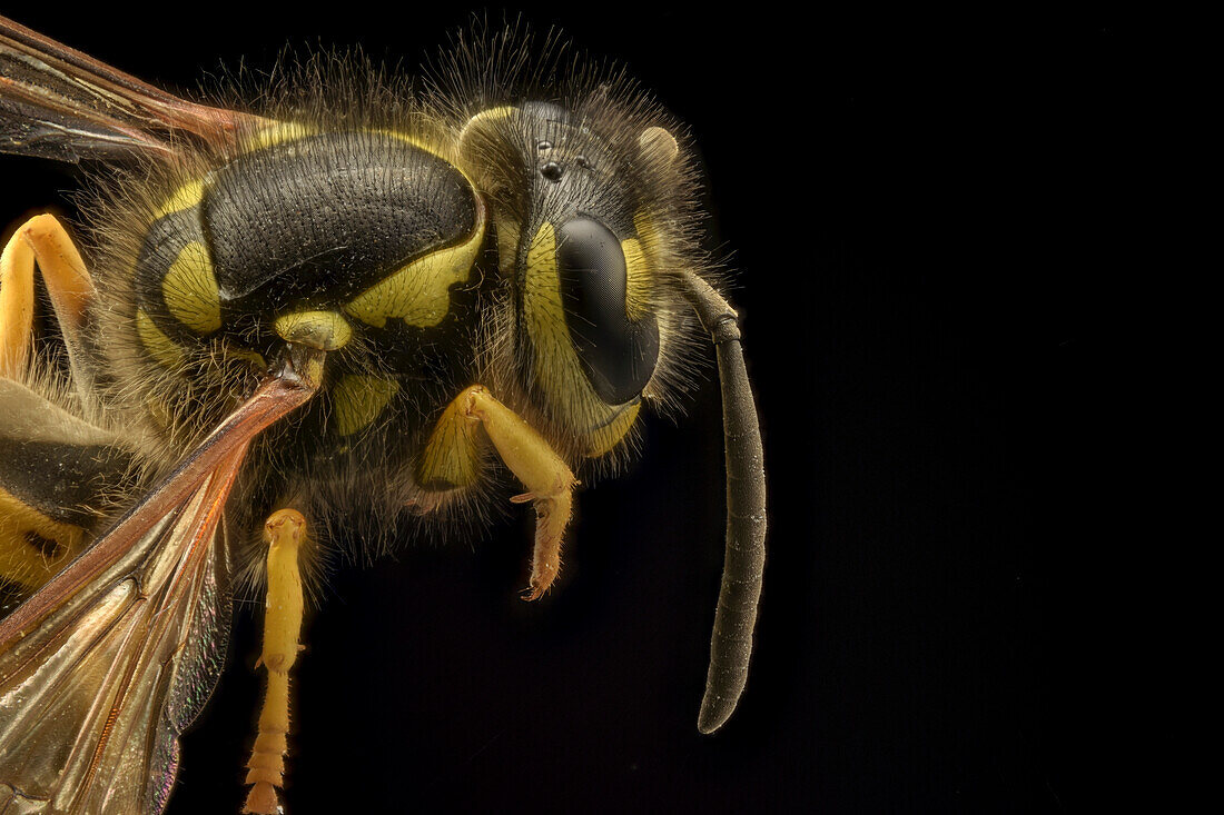 German wasp head