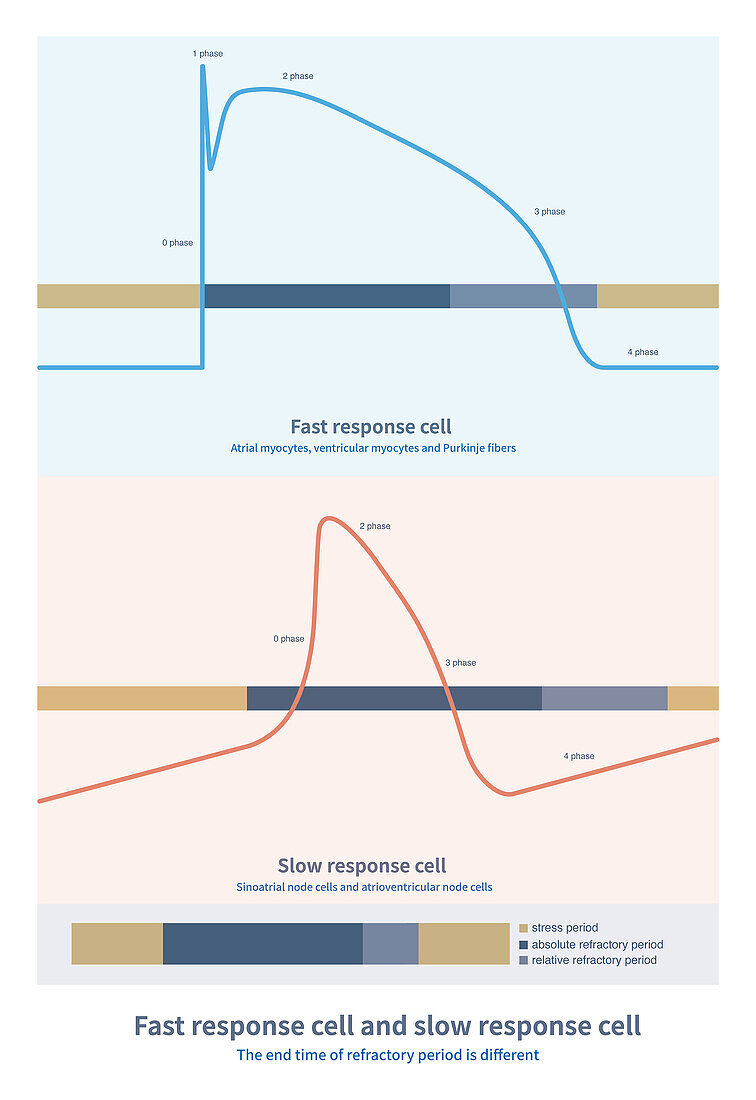 Fast response cell and slow response cell, illustration