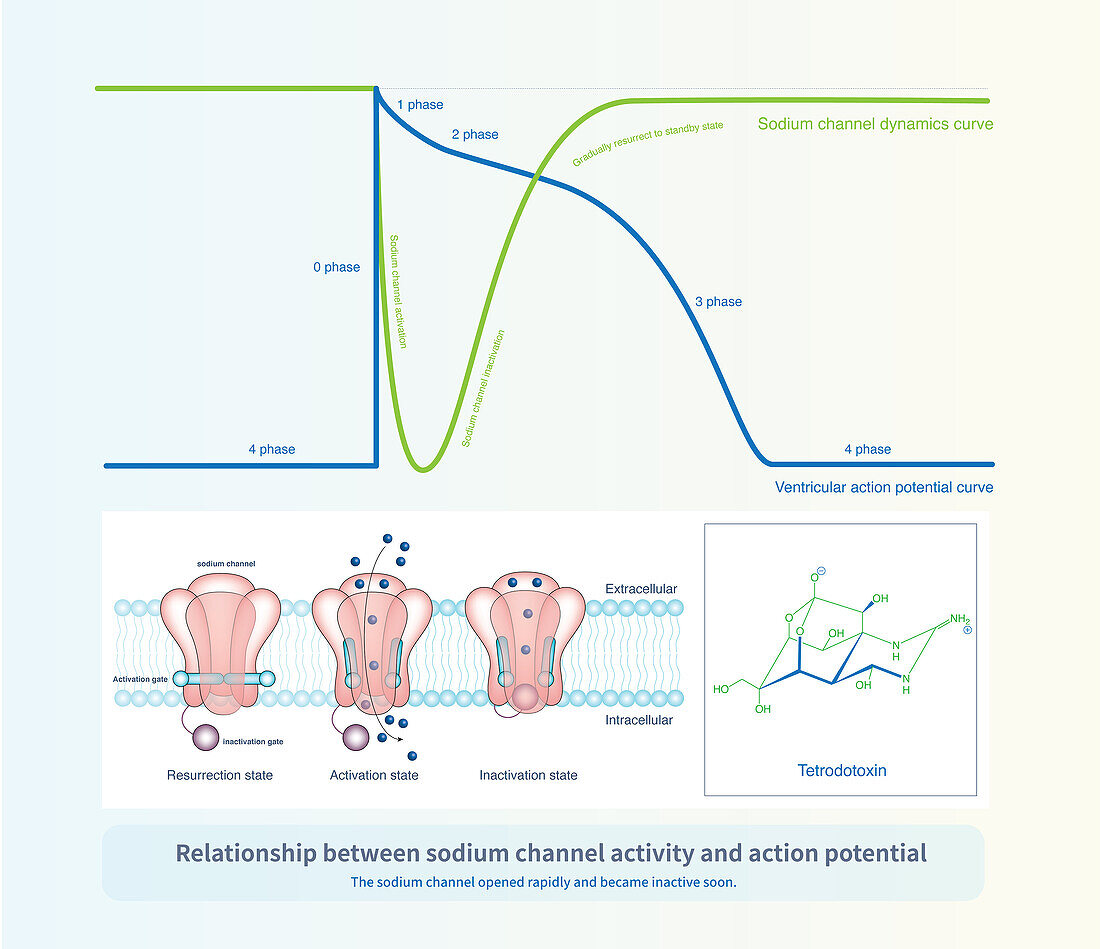 Sodium channel activity and action potential, illustration