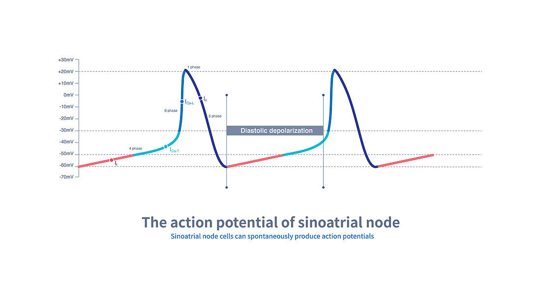 Action potential of sinoatrial node, illustration