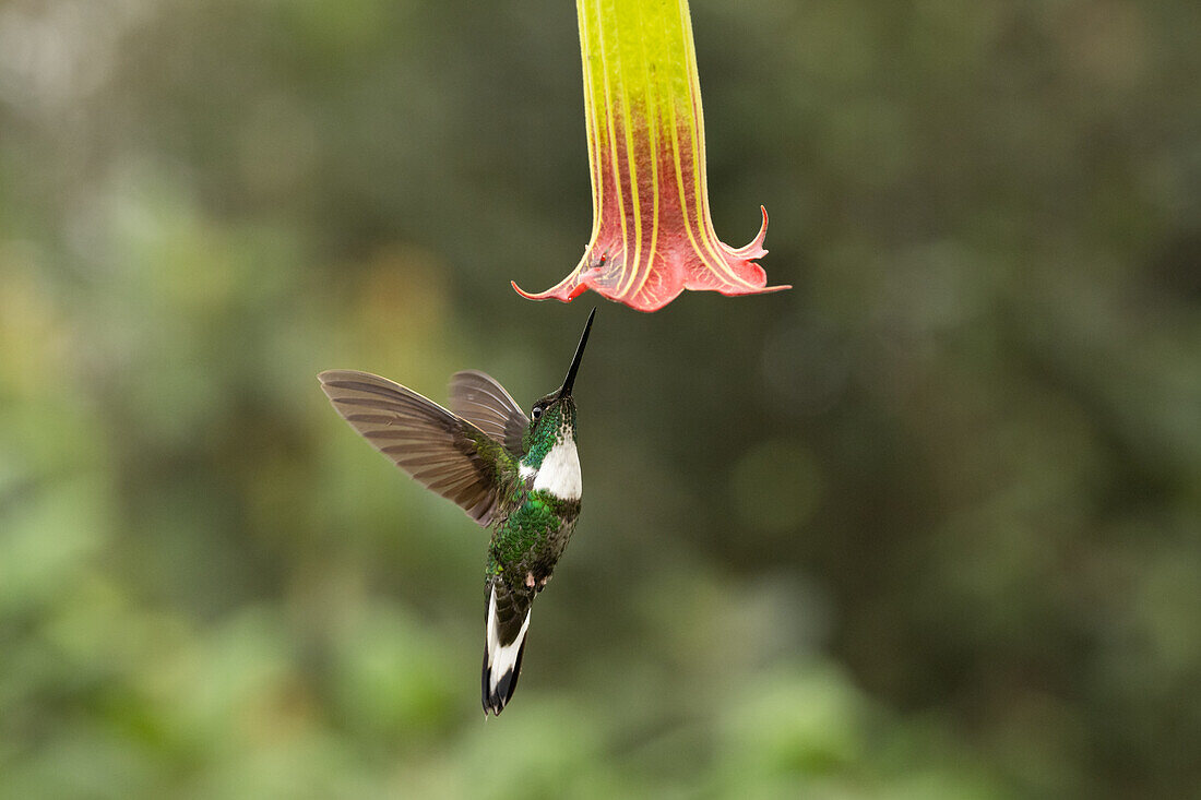 Collared inca hummingbird