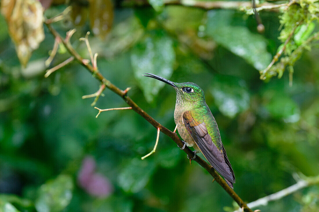 Female fawn-breasted brilliant hummingbird