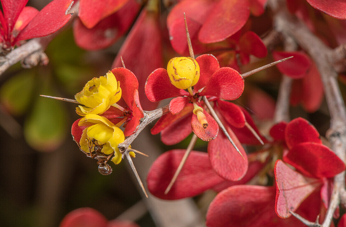 Flowers and leaves of Japanese barberry with ant pollinators