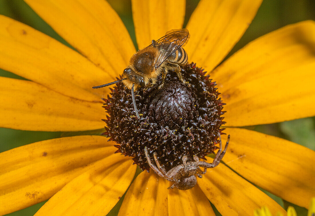 Plasterer bee on a coneflower occupied by a crab spider