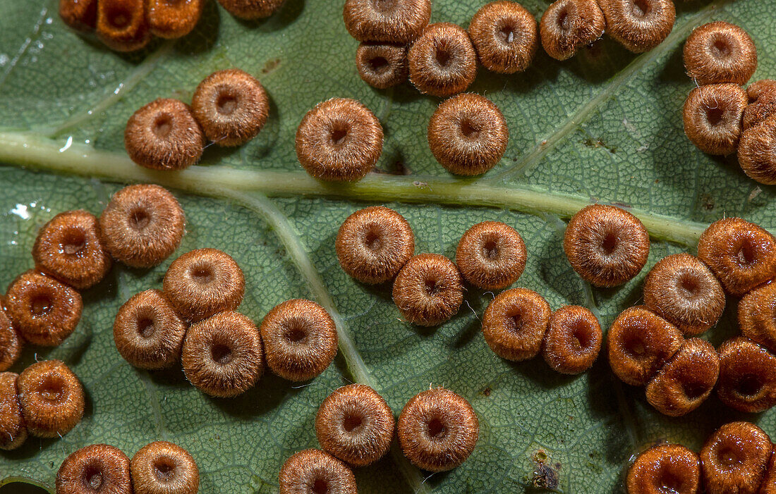 Silk button galls on the underside of common oak leaves