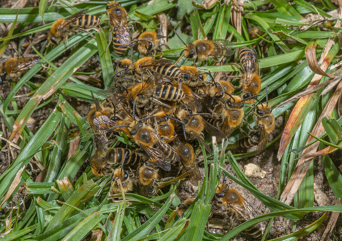 Mating ball of mainly male ivy bees at breeding colony