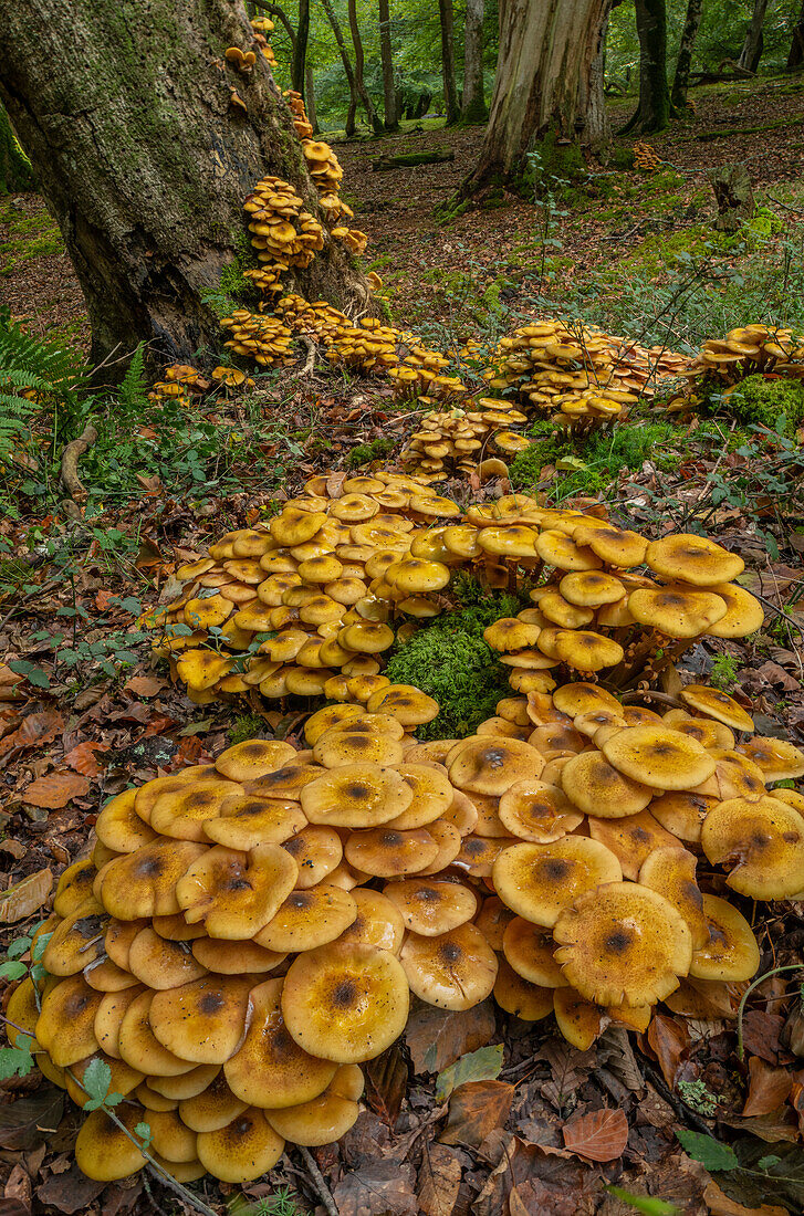Huge clumps of honey fungus around the base of an old tree