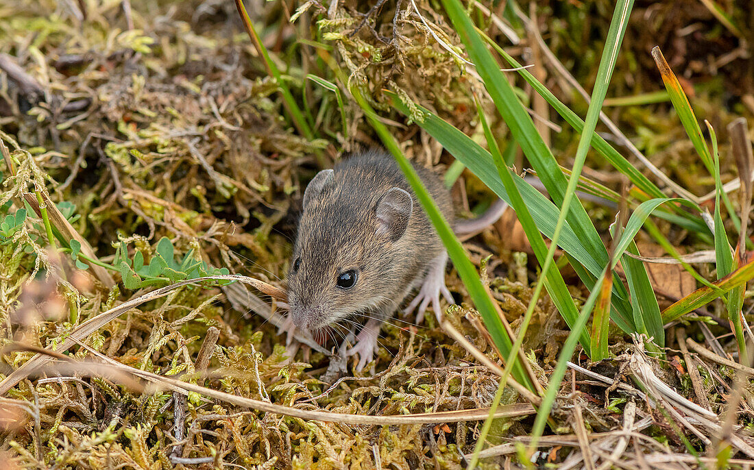 Wood mouse feeding in grassland
