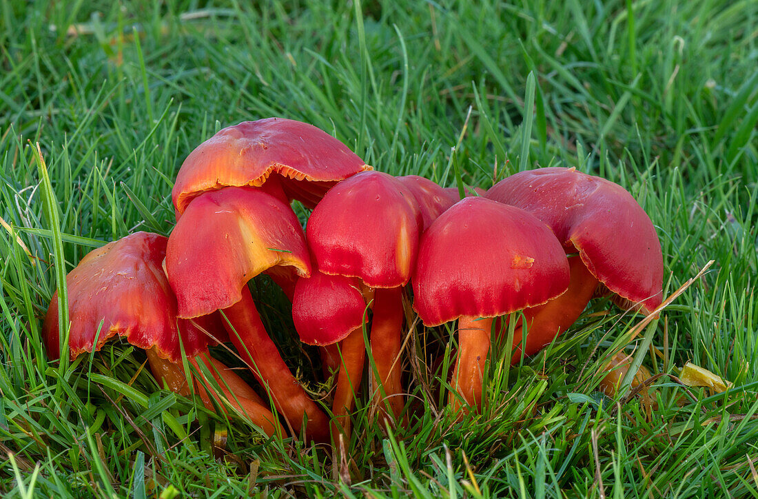 Group of scarlet waxcap fungi growing in mown grassland