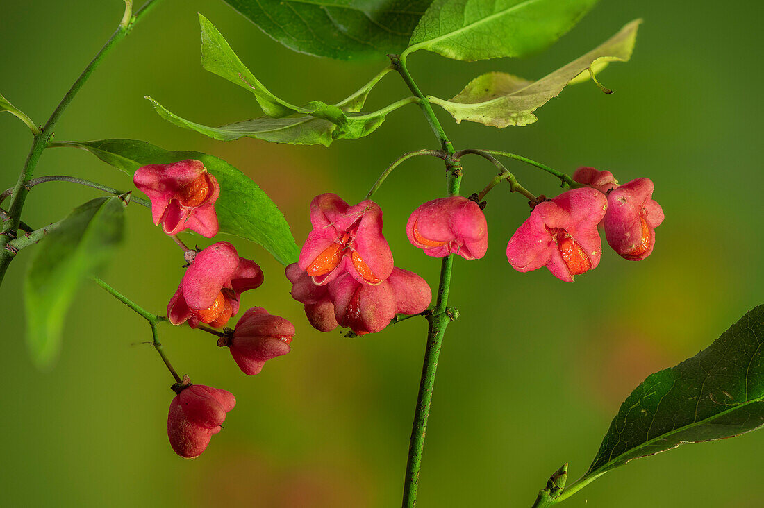 Common spindle in fruit