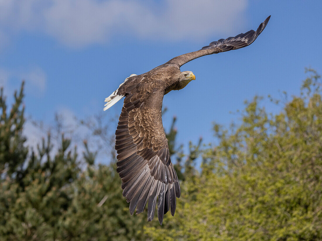 White-tailed eagle in flight