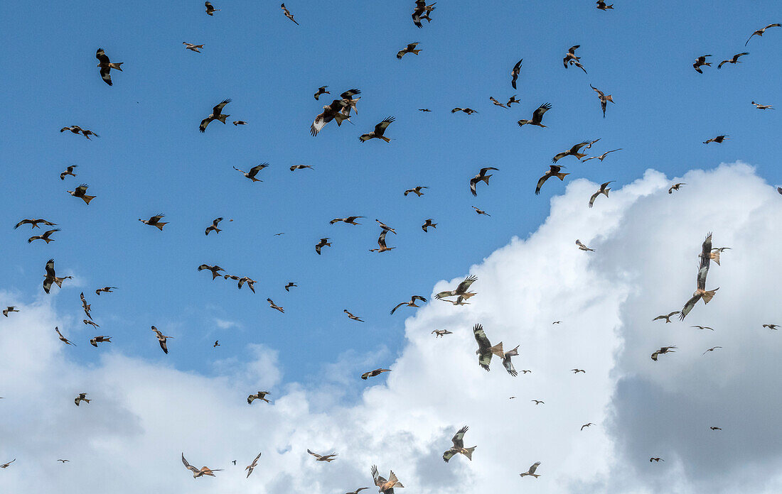 Masses of red kites in flight