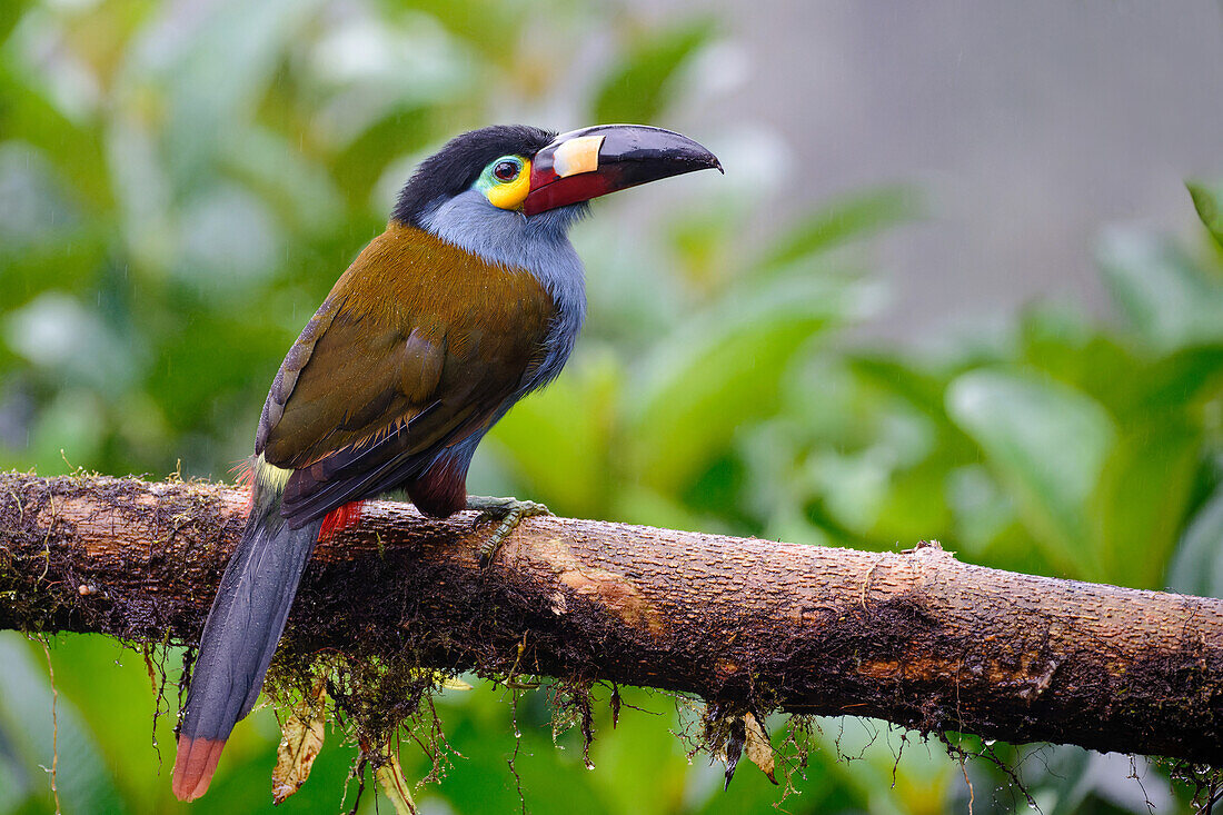 Plate-billed mountain toucan