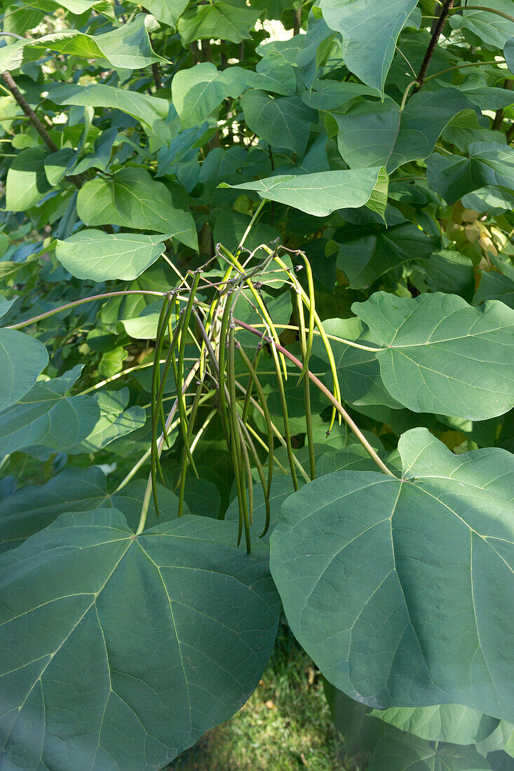 Catalpa Tree