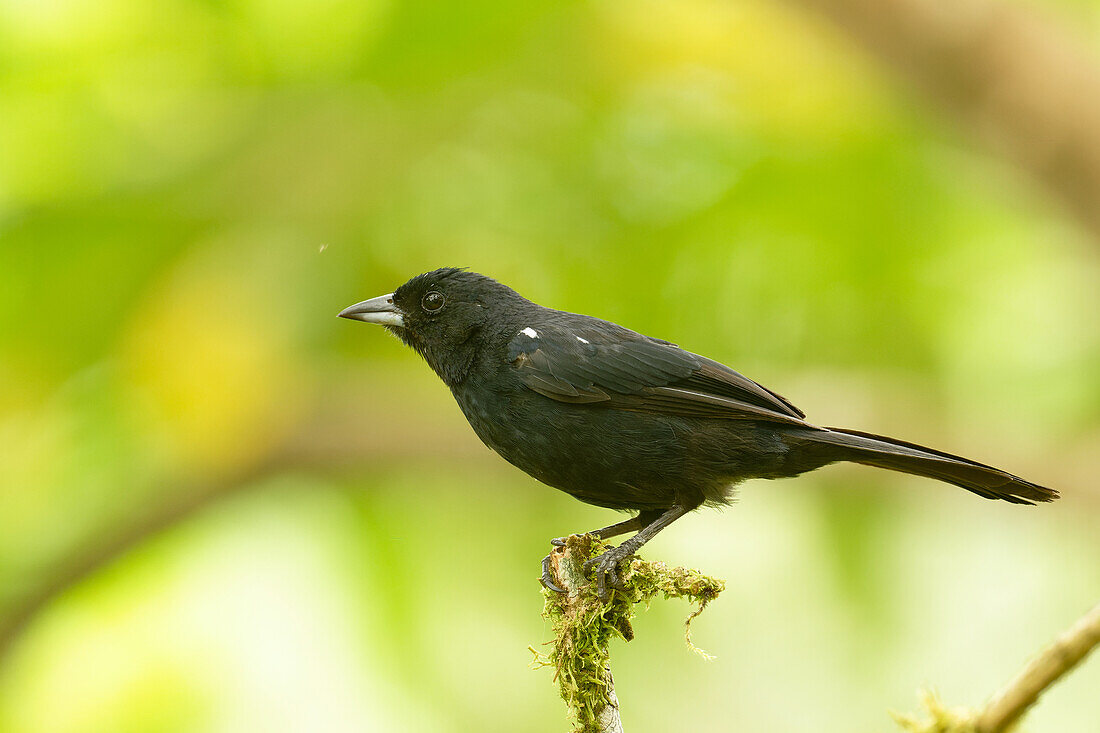 White-shouldered tanager