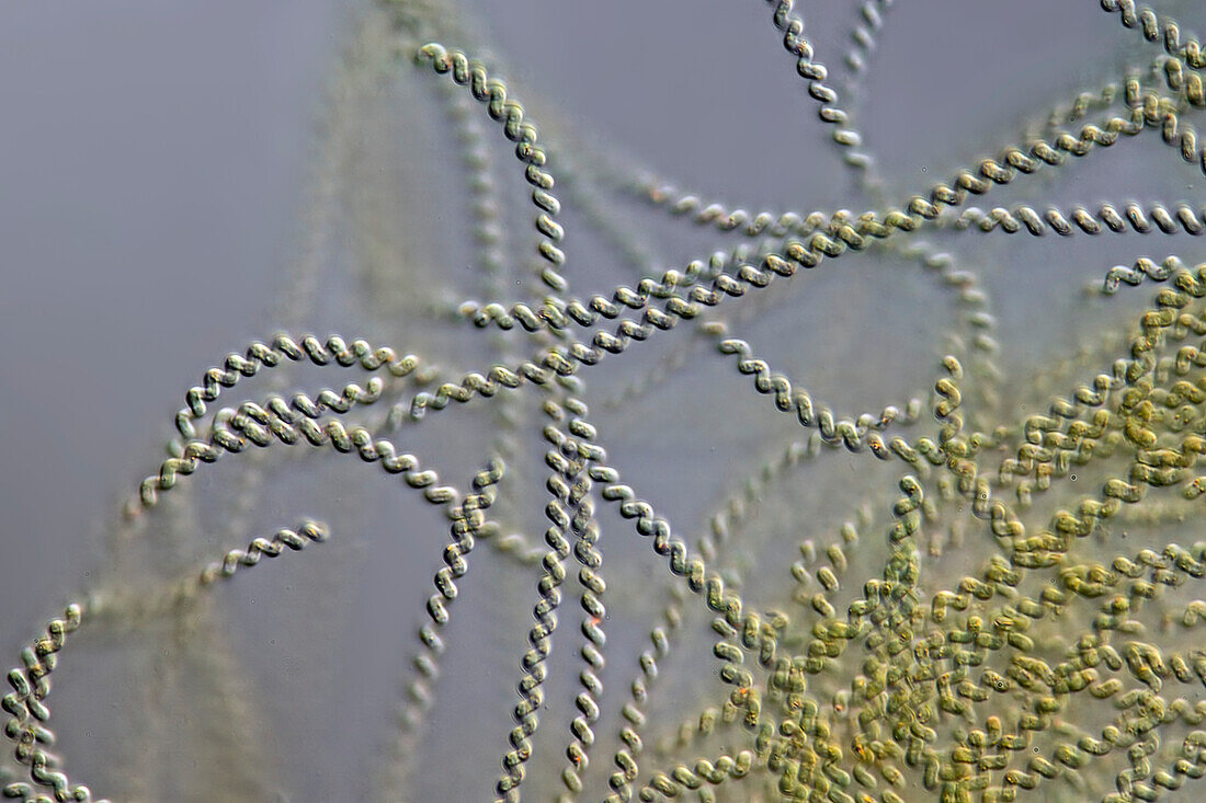 Spirulina meneghiniana cyanobacteria, light micrograph