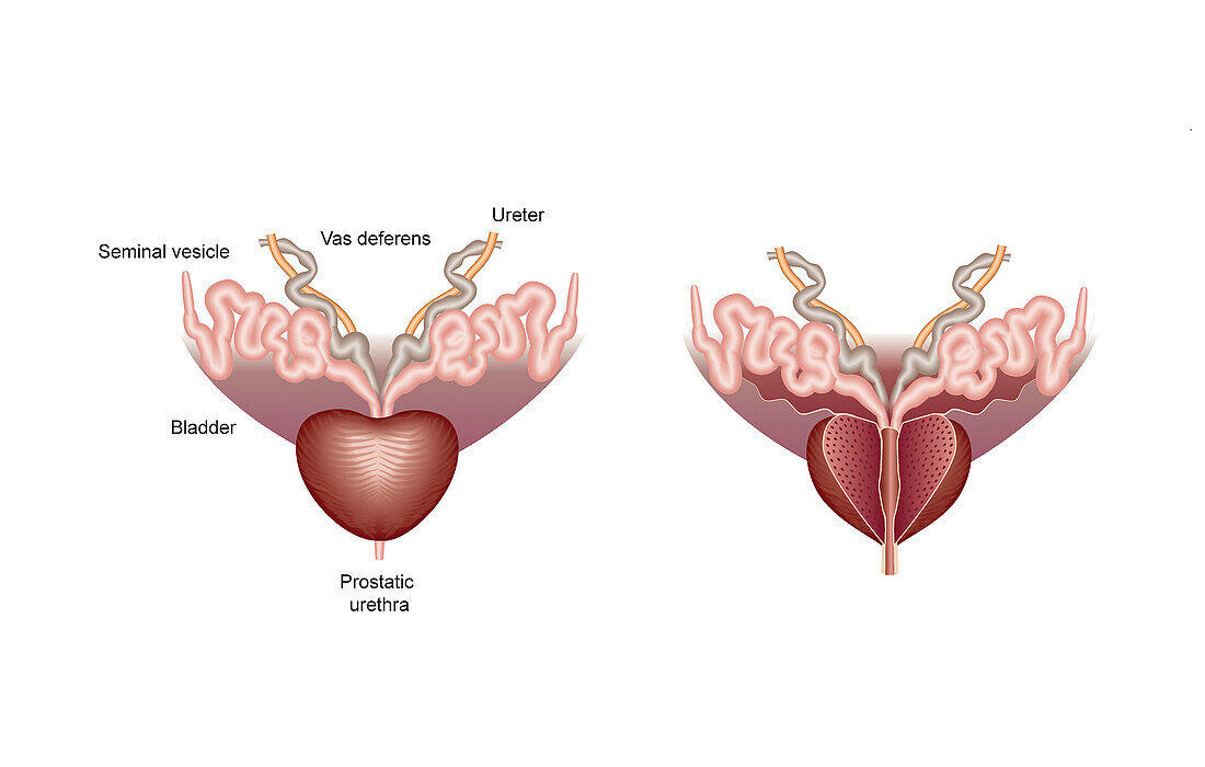 Healthy prostate gland, illustration