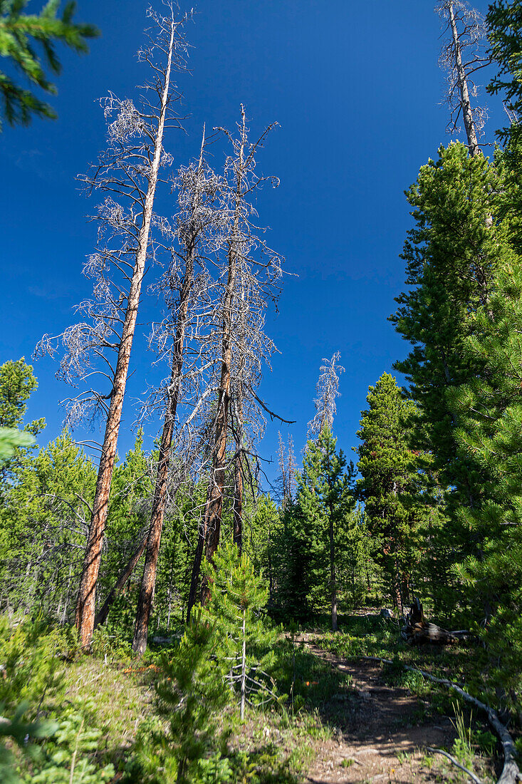 Trees killed by mountain pine beetle