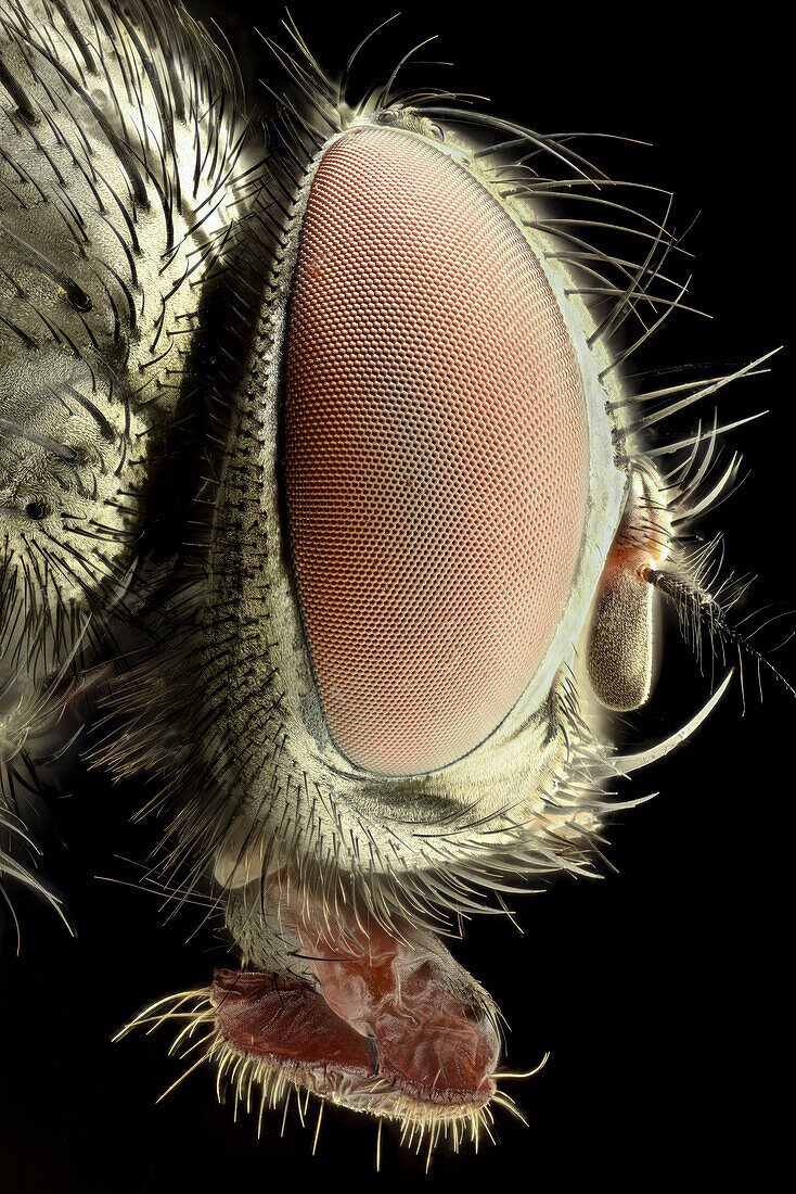 Head of a housefly