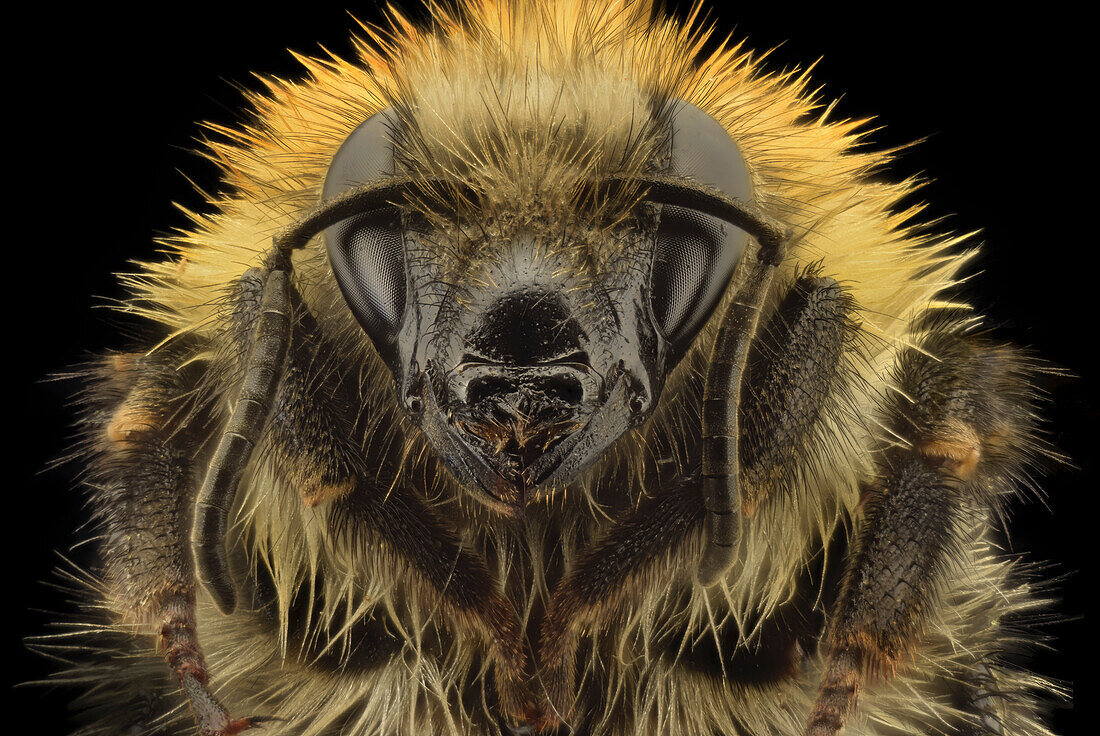 Bumblebee head