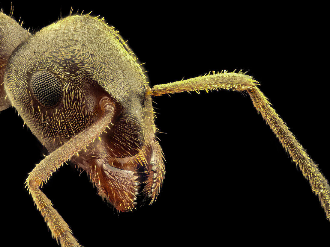Head of a black garden ant