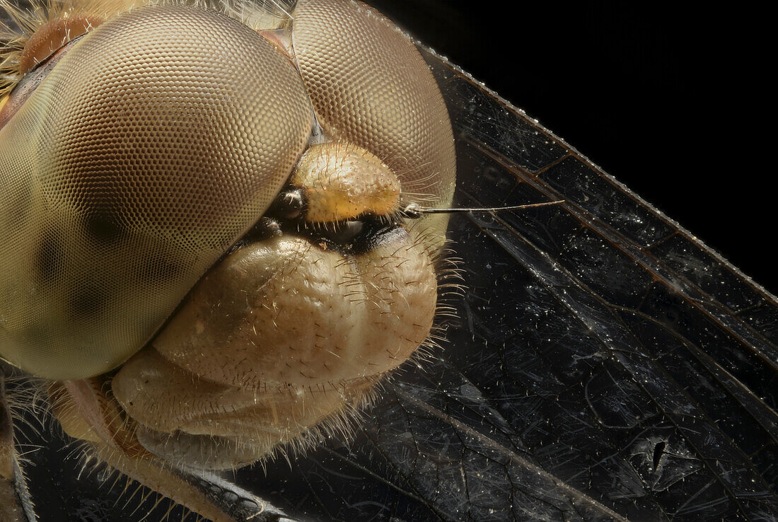 Head of a dragonfly