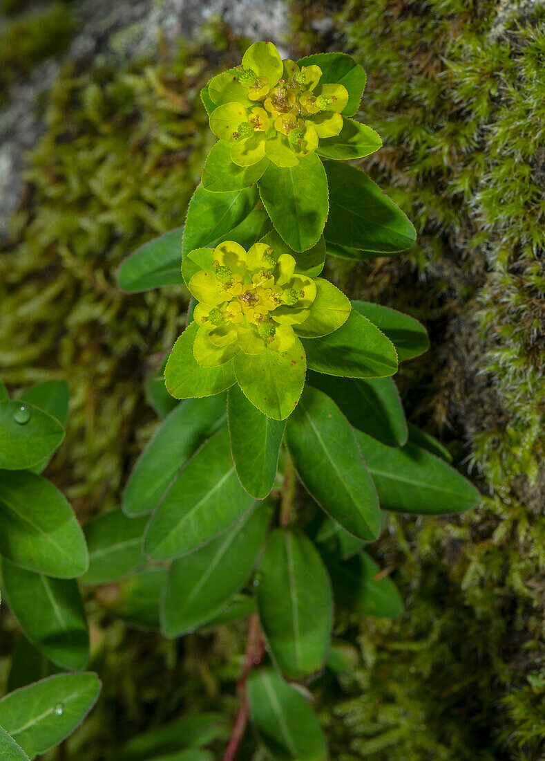 Warty spurge (Euphorbia verrucosa)
