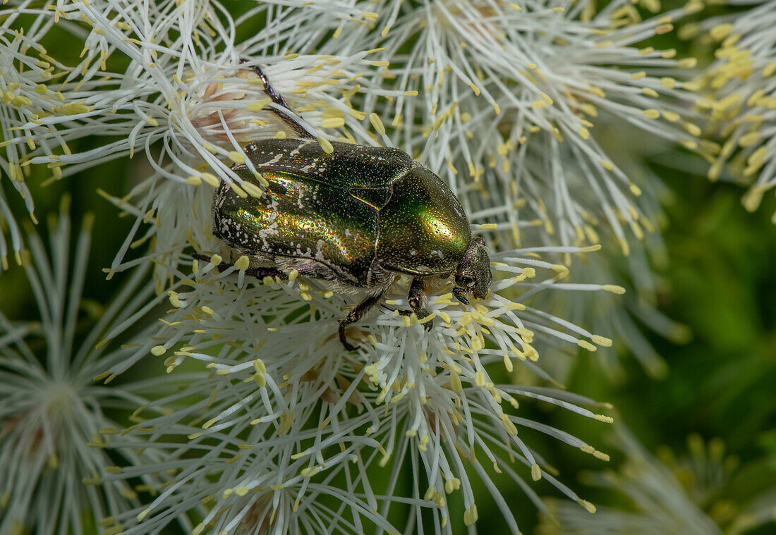 Rose chafer feeding on pollen of large-flowered meadow-rue