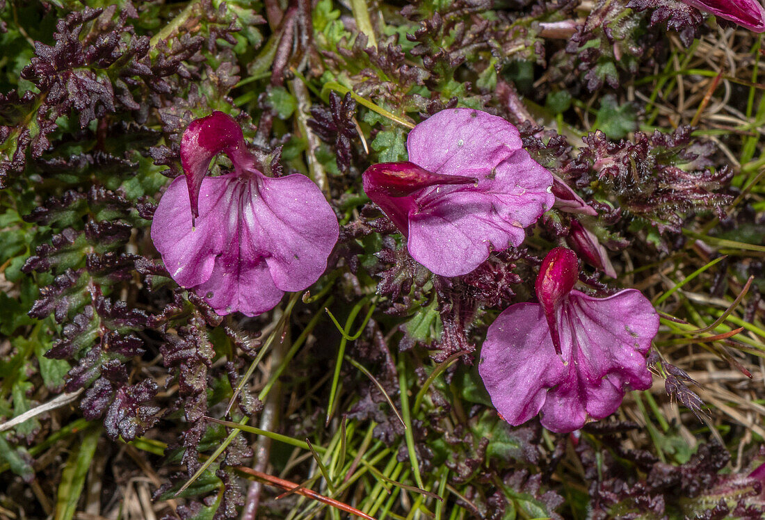 Kerner's lousewort (Pedicularis kerneri) in flower