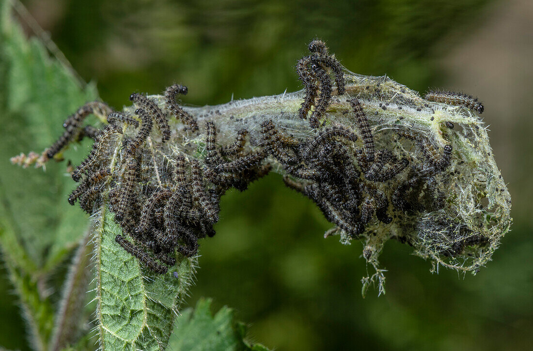 Small tortoiseshell butterfly caterpillars feeding