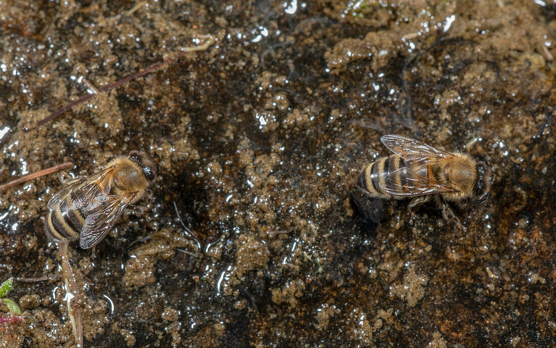 Honey-bees drinking at damp spring.