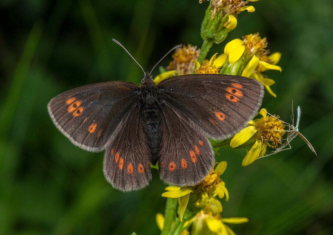 Yellow spotted ringlet butterfly