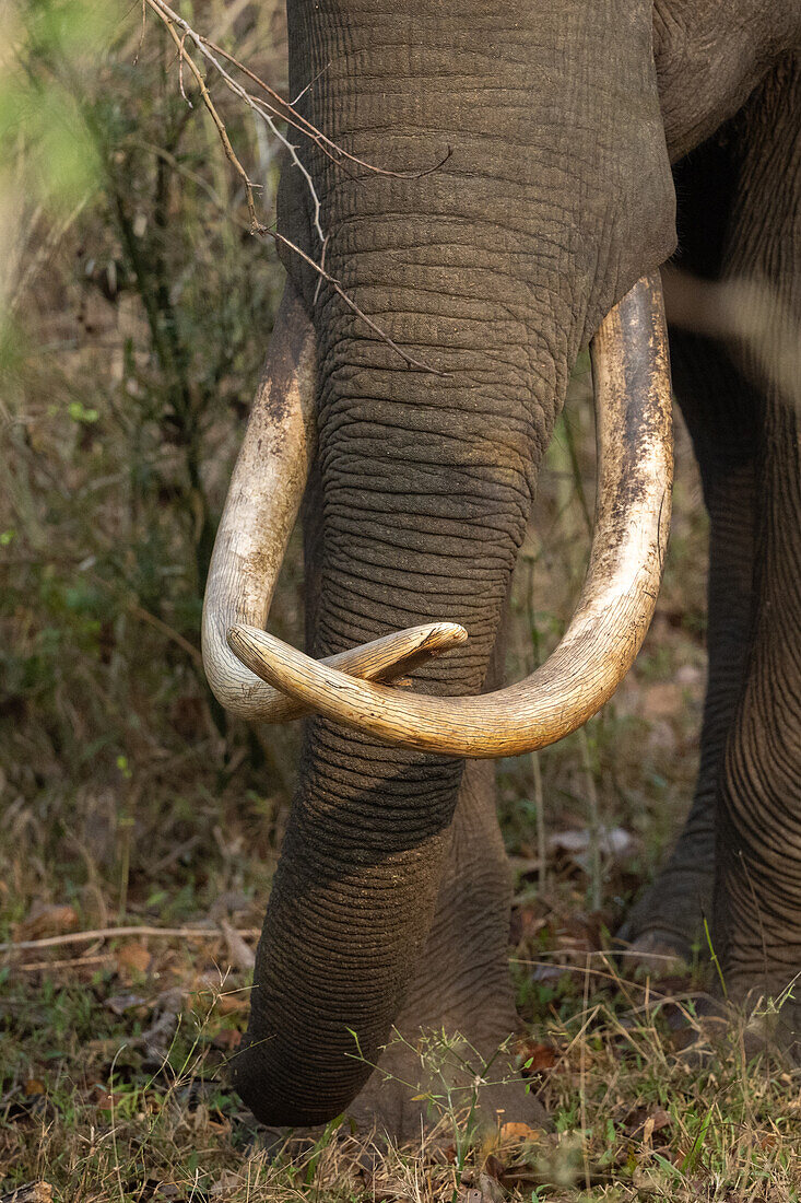Trunk of an Asian elephant