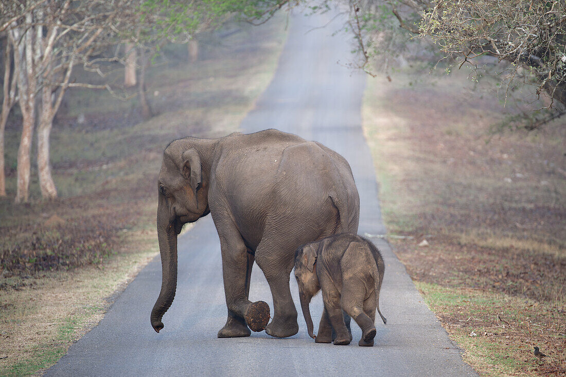 Asian elephant and calf crossing a road