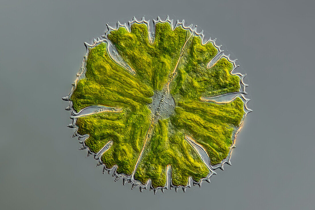 Micrasterias conferta algae, light micrograph