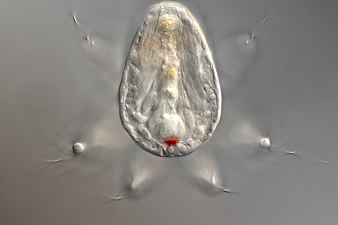 Copepod larva, light micrograph
