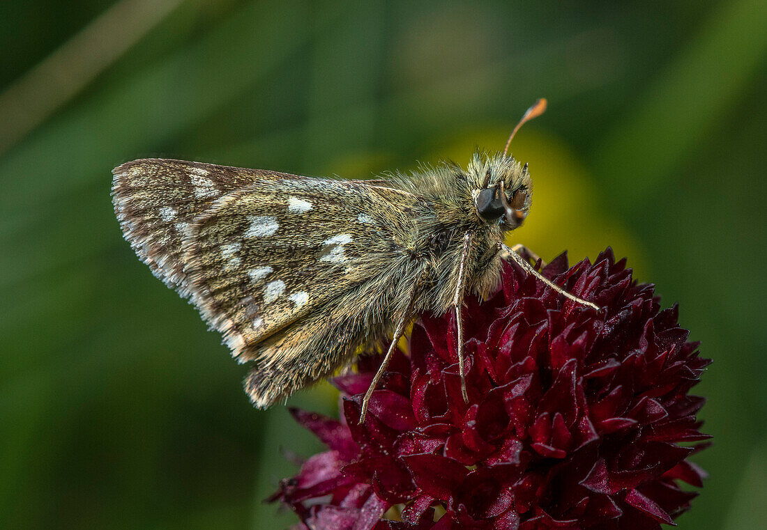 Silver-spotted skipper perched on flower