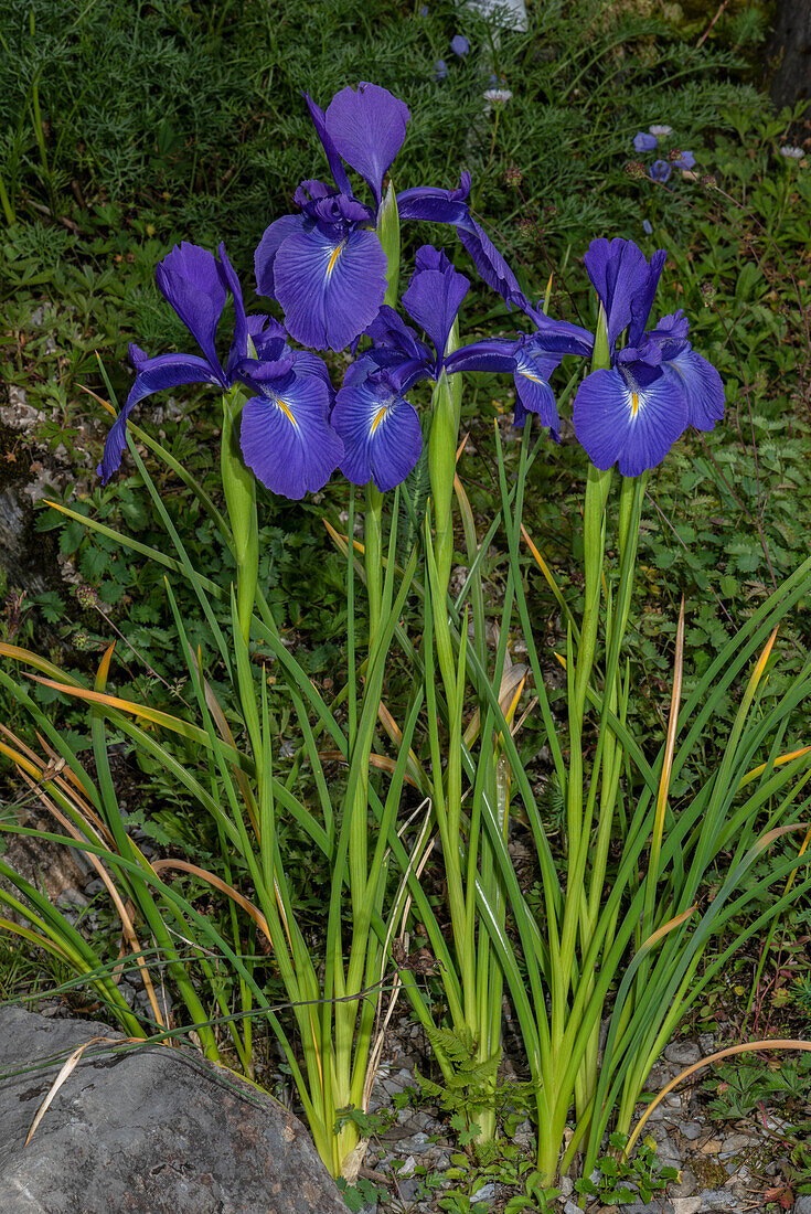 English iris (Iris latifolia) in flower in the Pyrenees