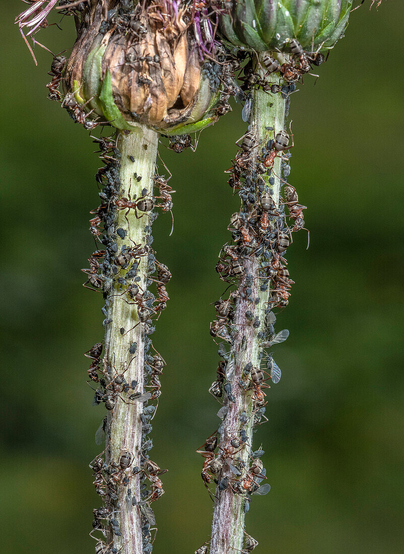 Aphids on thistle stem being 'milked' by wood ants