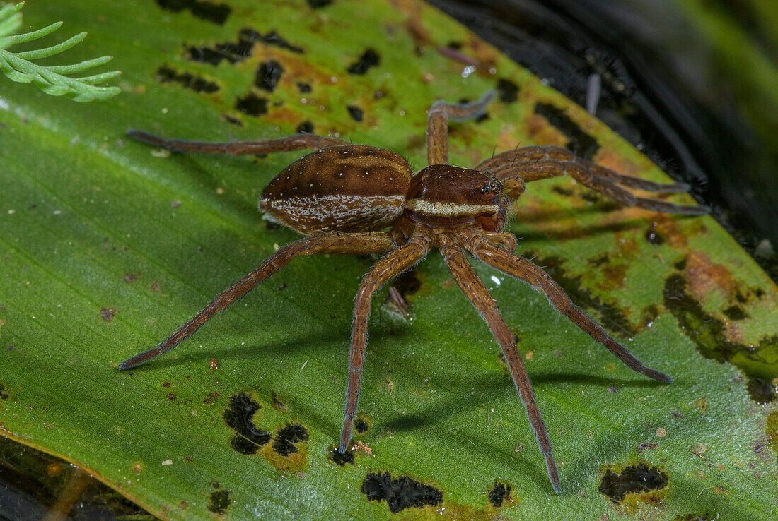 Raft spider on the leaf of broad-leaved pondweed