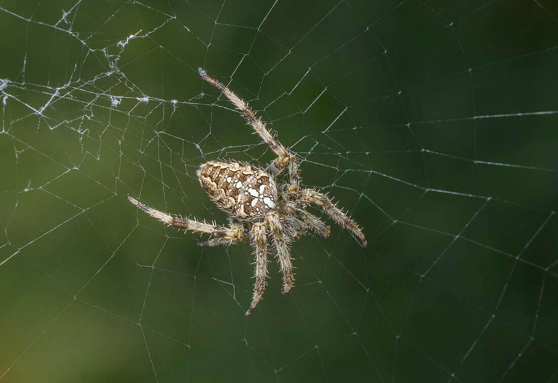 Female garden spider on web