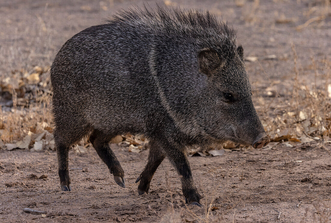 Collared peccary in riverine forest in winter