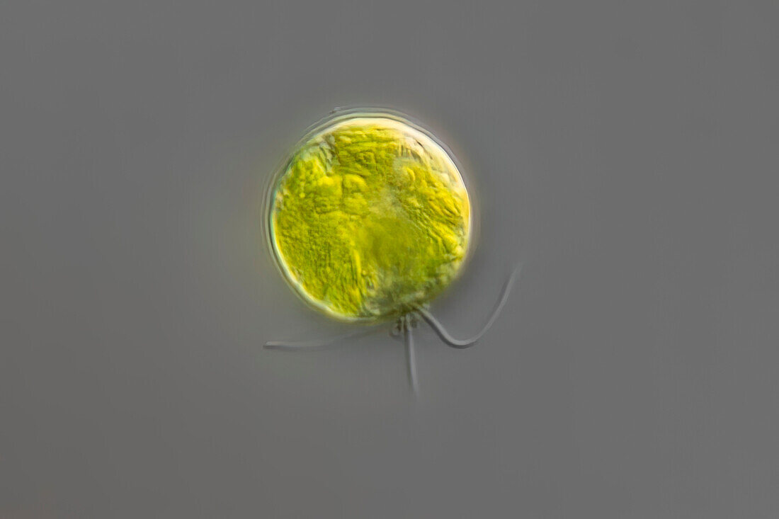 Hafniomonas reticulata algae, light micrograph