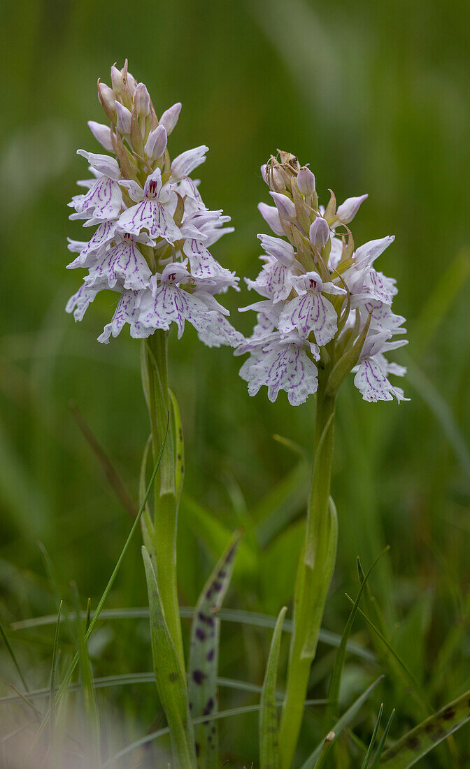 Heath spotted-orchid (Dactylorhiza maculata ssp. Ericetorum)